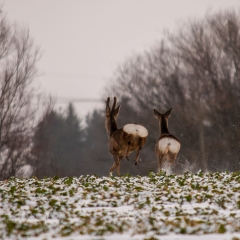 258. Rusa (39 av 365) 258. Rusa (39 av 365)