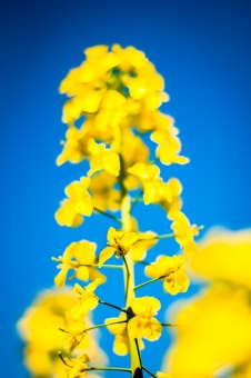 22. Blågult (139 av 365)