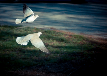 Flyga - Fotosondag 140420