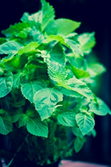 Perilla - Green